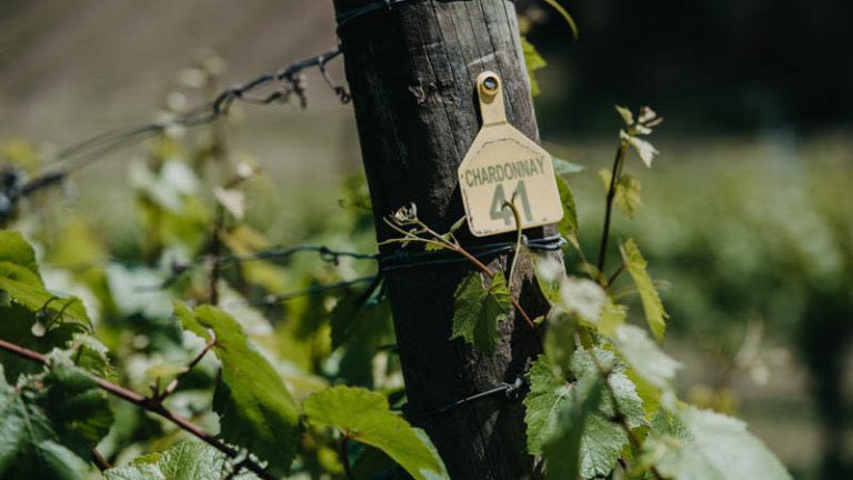 Kellybrook CHARDONNAY VINES 2018 年春季 JPG 2485 768x432