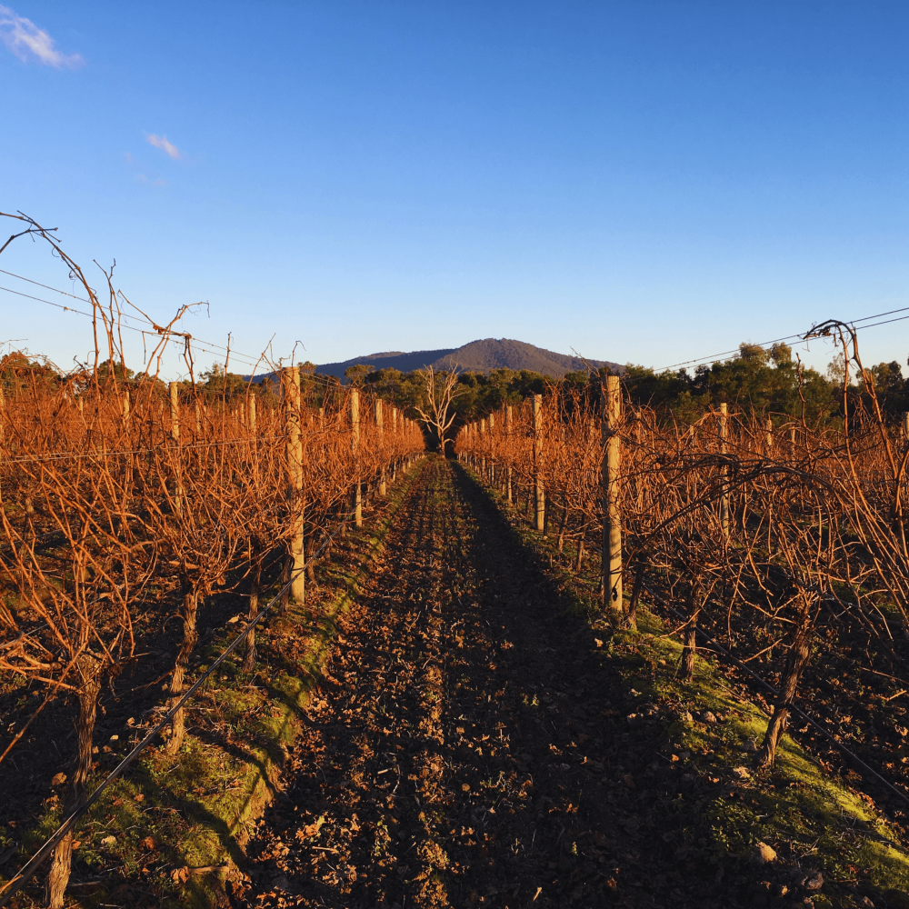 Pimpernel Vineyards 的故事始于 2001 年